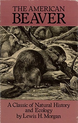 The American beaver