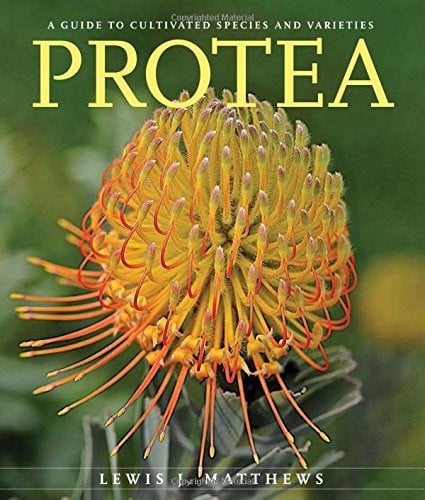 Protea