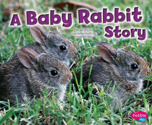 A Baby Rabbit Story
