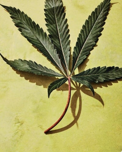 High Times: Let's Get Baked! The Official Cannabis Cookbook