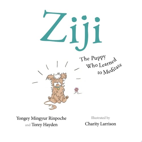 Ziji The Puppy Who Learned to Meditate