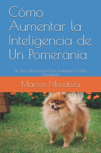 Cómo Aumentar la Inteligencia de Un Pomerania Un Perro Pomerania Más Inteligente Es Más Obediente