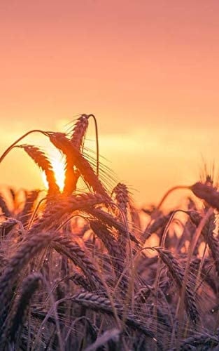 Harvest Journal 5 X 8 Lined Journal