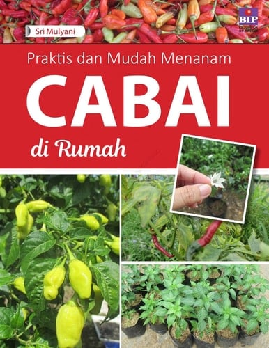 Praktis dan Mudah Menanam Cabai di Rumah