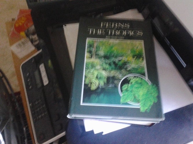 Ferns of the Tropics