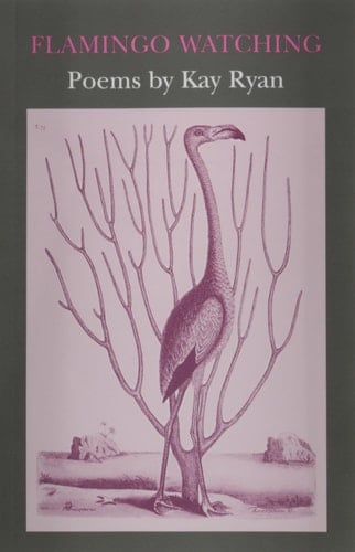 Flamingo Watching