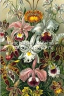Ernst Haeckel Art Forms in Nature (Plates 51-75) (Introductions to Art) 25 Full Color Plates