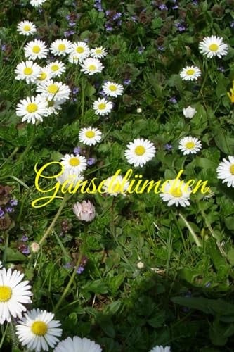 Gänseblümchen