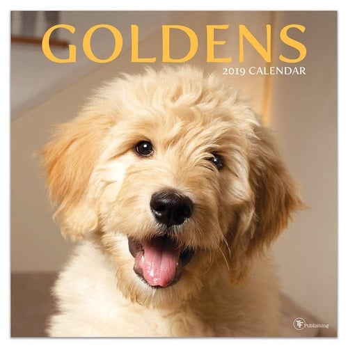 Goldens 2019 calendario - 2019 Goldens Wall Calendar