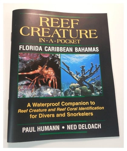 Reef Creature in A Pocket Caribbean
